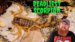 Deathstalker Scorpion Assassin Bugs and Millipede Unboxing [upl. by Wenoa]