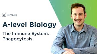 The Immune System Phagocytosis  Alevel Biology  OCR AQA Edexcel [upl. by Noivax]