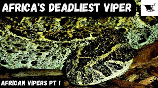 The Deadliest Vipers in Africa [upl. by Acimak327]