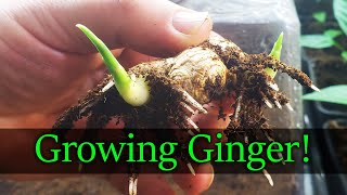 How To Grow Ginger  The Definitive Guide [upl. by Esilegna]