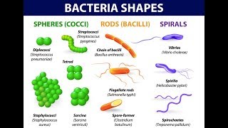 Microbiology of Bacterial Morphology amp Shape [upl. by Anabahs164]