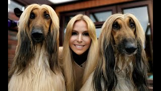 THE AFGHAN HOUND  The Worlds Most Glamorous Dog [upl. by Ibbob]