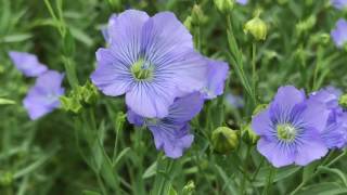 FLAX amp LINSEED [upl. by Tare88]