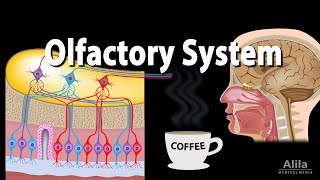 Olfactory System Anatomy and Physiology Pathways Animation [upl. by Notsahc]