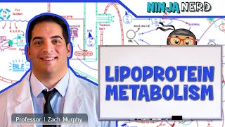 Metabolism  Lipoprotein Metabolism  Chylomicrons VLDL IDL LDL amp HDL [upl. by Queston]