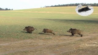 Wild boar hunting 2016 compilation Schwarzwild Drückjagd Chasse en battue au sanglier [upl. by Amilb]