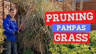 How and When To Prune Pampas Grass  Cortaderia selloana [upl. by Arriek]