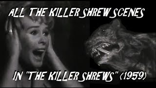 All the Killer Shrew Scenes In quotTHE KILLER SHREWSquot 1959 [upl. by Ledniahs911]