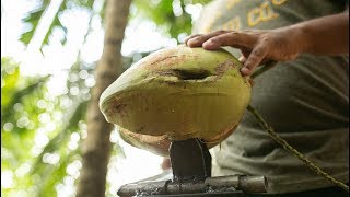 Make a COCONUT Husk Removing Machine  peeler coconut peeling [upl. by Ecirp]