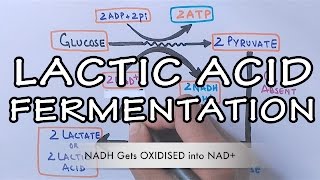 Lactic Acid Fermentation  Detailed [upl. by Arvin]