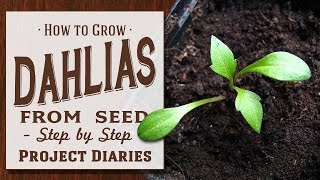 ★ How to Grow Dahlias from Seed Step by Step Guide [upl. by Natelson]