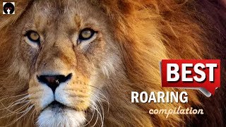 My ROARING COMPILATION  BEST ROARS on YouTube revised [upl. by Staffard724]