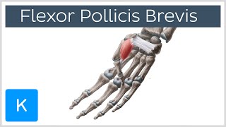 Flexor Pollicis Brevis Muscle  Origins amp Function  Human Anatomy  Kenhub [upl. by Zilada]