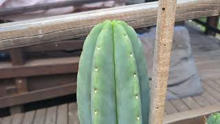 Trichocereus growing conditions [upl. by Ahtamas]