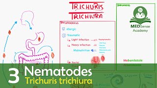 Trichuris trichiura [upl. by Samala]