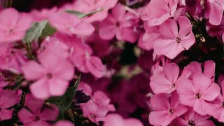 Pink Flowers Background  Backdrop  Smooth Loop  No Filter  10 Hours [upl. by Shanna]