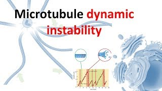 Dynamic instability of microtubule [upl. by Ameehsat]