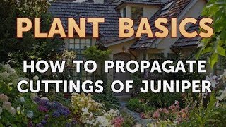 How to Propagate Cuttings of Juniper [upl. by Kai610]