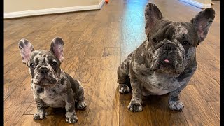 How To Start Training Frenchie Puppy  Merle French Bulldog Junior Pt1  Wow Moments [upl. by Leahcimnaj613]