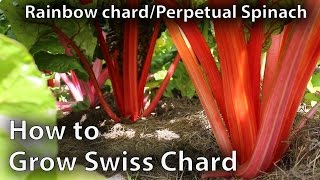 How to Grow Swiss Chard in Abundance [upl. by Leina]