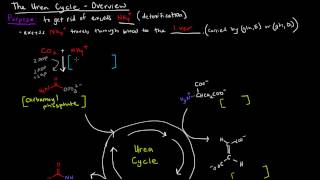 Urea Cycle Part 1 of 5  Overview [upl. by Grube262]