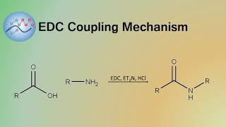 EDC Coupling Mechanism  Organic Chemistry [upl. by Nnaitsirhc163]