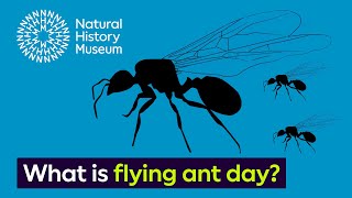 What is flying ant day  Surprising Science [upl. by Reedy]