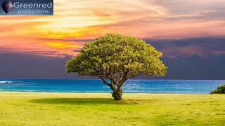 Serotonin Release Music with Alpha Waves  10 Hz Binaural Beats Healing Music Happiness Frequency [upl. by Weismann938]