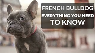 FRENCH BULLDOG 101  Everything You Need To Know About Owning A French Bull Dog Puppy [upl. by Dominus]