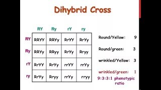 Dihybrid Cross  How to write a Dihybrid Cross in Exam  Genetics and Inheritance [upl. by Kezer]