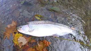 Erie Steelhead Tips and Techniques for Elk and Walnut Creek [upl. by Amme415]