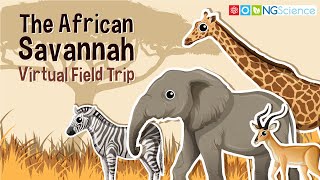 African Savannah – Virtual Field Trip [upl. by Torey389]