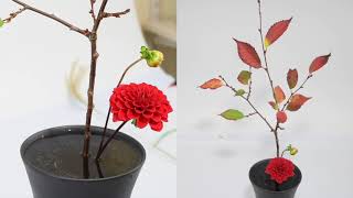 Introducing Shoka Shimputai  Ikenobo Ikebana by Junko [upl. by Wieren]