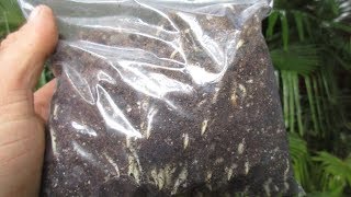 How to Germinate Palm Seeds using Baggy Method [upl. by Asina]