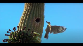 Saguaro Wilderness A Day in the Desert [upl. by Atikaj]