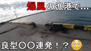 【波崎新港】12月爆風の港で良型連発！？強風の中、茨城県神栖市の関東最東端にある広い漁港で釣りしてみたら…！【20201204】 [upl. by Nivla272]