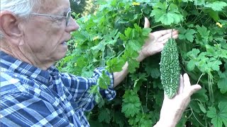 BITTER MELON  NEW TRELLIS amp HARVEST  HOW TO DO IT OAG 2016 [upl. by Thurlow]