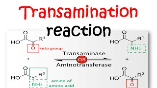 Transamination reaction mechanism [upl. by Aihsit83]