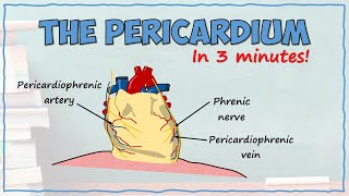 The Pericardium [upl. by Lancelle455]