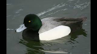 Scaup Comparison amp Quiz [upl. by Lantz391]