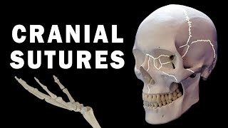 CRANIAL SUTURES ANATOMY [upl. by Janelle414]