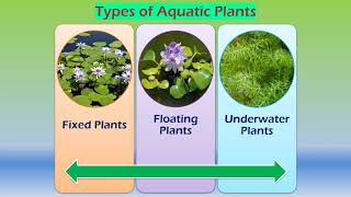 Adaptations in aquatic plants [upl. by Fulmer]