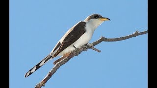 Bird ID Yellow Billed Cuckoo [upl. by Mohr]