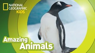 Gentoo Penguin 🐧  Amazing Animals [upl. by Yeleek740]