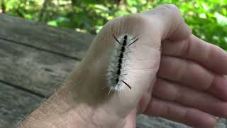 Hickory Tussock Caterpillar [upl. by Eaton]