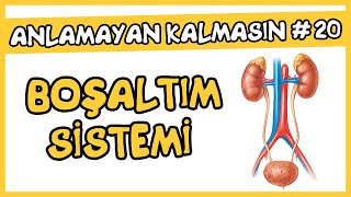 Anlamayan Kalmasın 20 Üriner Sistem Boşaltım Sistemi  AYT Biyoloji [upl. by Dib]