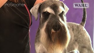 Grooming Guide  Miniature Schnauzer Pet Trim  Pro Groomer [upl. by Siravart414]