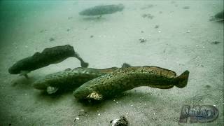 NeverBeforeSeen Burbot  Eelpout Underwater Spawning and Fishing [upl. by Grail]