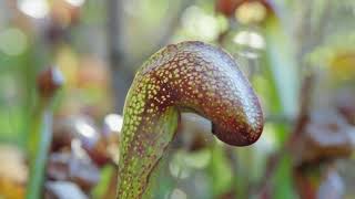 Darlingtonia Californica aka Pitcher Plant [upl. by Mullane]