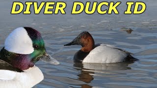 Lesser Scaup at Newquay Boating Lake  Rare Bird in the UK [upl. by Roy683]